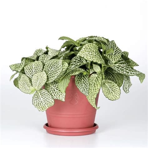 exotic angel plants|exotic angel plant white anne.